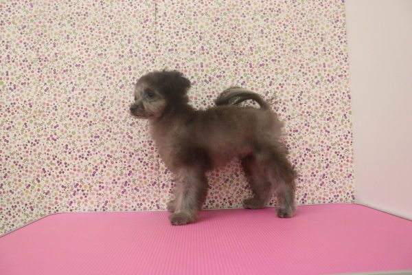 愛知県のポメプー(ポメラニアン×プードル) (ペットショッププチマリア イオンタウン弥富店/2026年2月28日生まれ/男の子/ブラック)の子犬の3枚目の画像