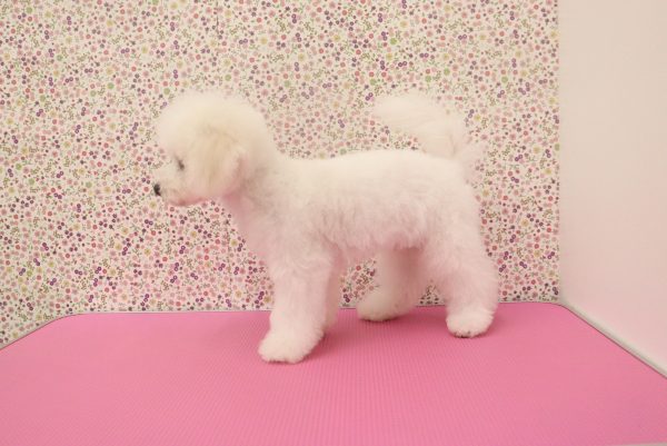 愛知県のビションフリーゼ (ペットショッププチマリア イオンタウン弥富店/2026年3月29日生まれ/男の子/ホワイト)の子犬の2枚目の画像