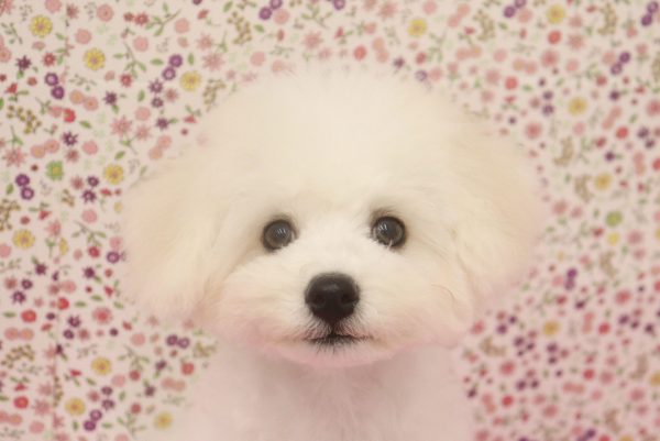 ビションフリーゼ