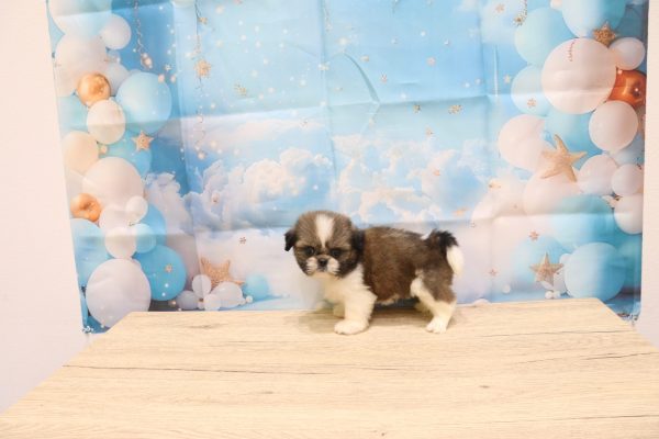 愛知県のシーズー (ペットショッププチマリア 一宮イオンモール木曽川キリオ店/2026年5月25日生まれ/女の子/ホワイトゴールド)の子犬の3枚目の画像