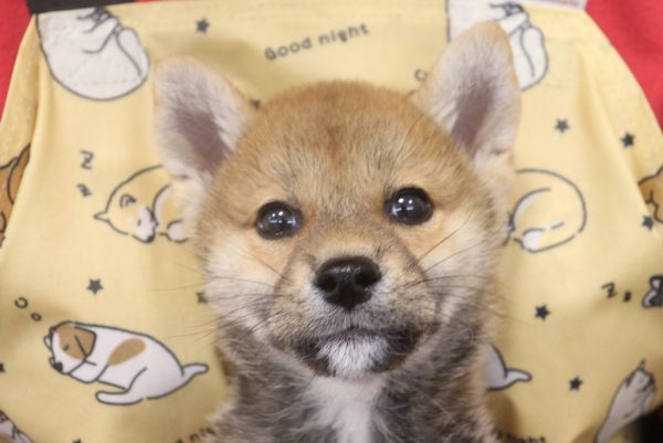 柴犬