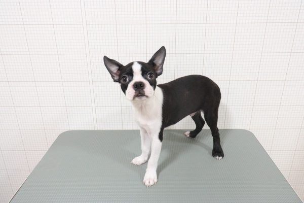 岐阜県のボストンテリア (ペットショッププチマリア 岐阜羽島店/2026年4月5日生まれ/男の子/ボストンカラー)の子犬の3枚目の画像