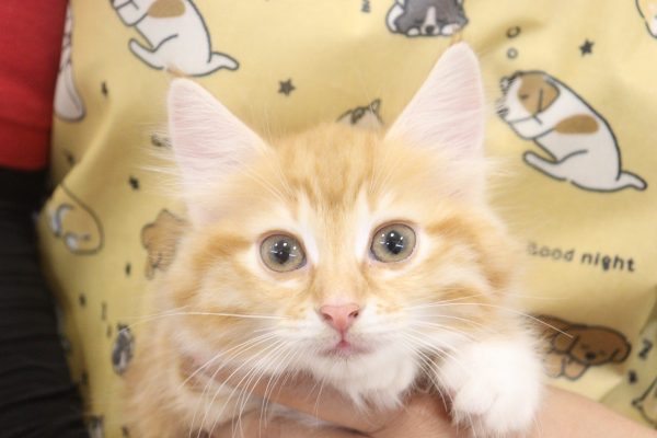ノルウェージャンフォレストキャット
