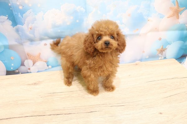 愛知県のトイプードル(トイ) (ペットショッププチマリア 一宮イオンモール木曽川キリオ店/2026年5月8日生まれ/女の子/レッド)の子犬の4枚目の画像