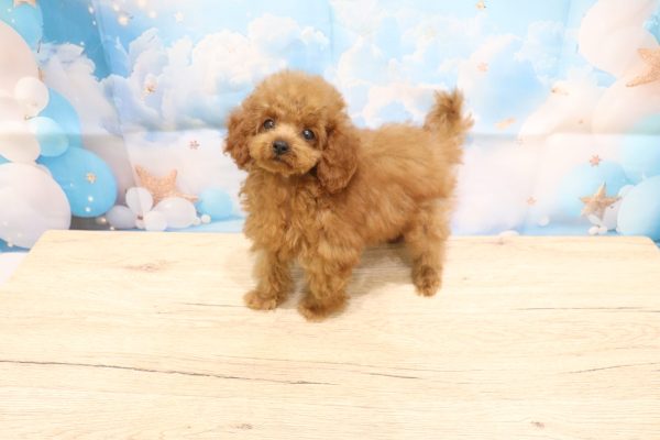 愛知県のトイプードル(トイ) (ペットショッププチマリア 一宮イオンモール木曽川キリオ店/2026年5月8日生まれ/女の子/レッド)の子犬の3枚目の画像