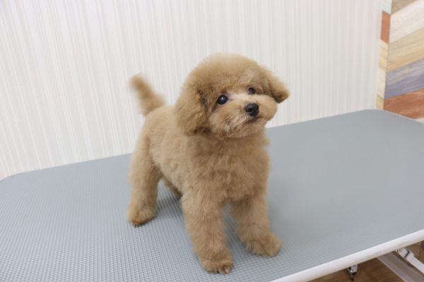 三重県のトイプードル(トイ) (ペットショッププチマリア イオンタウン伊勢ララパーク店/2026年4月10日生まれ/男の子/ペールフォーン)の子犬の3枚目の画像
