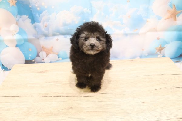 愛知県のトイプードル(トイ) (ペットショッププチマリア 一宮イオンモール木曽川キリオ店/2026年5月12日生まれ/女の子/グレー)の子犬の2枚目の画像