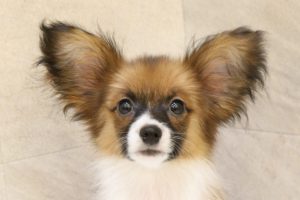 パピヨン