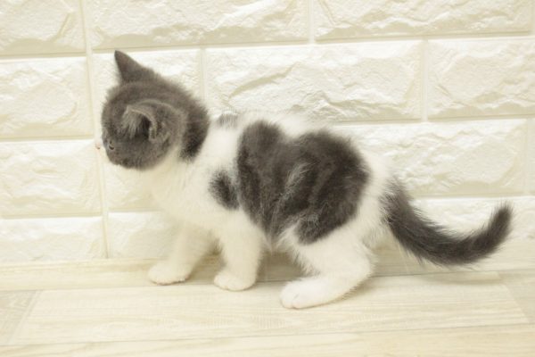 神奈川県のブリティッシュショートヘアー (ペットショッププチマリア 横浜港北センター南店/2026年5月12日生まれ/女の子/ブルーホワイト)の子猫の3枚目の画像