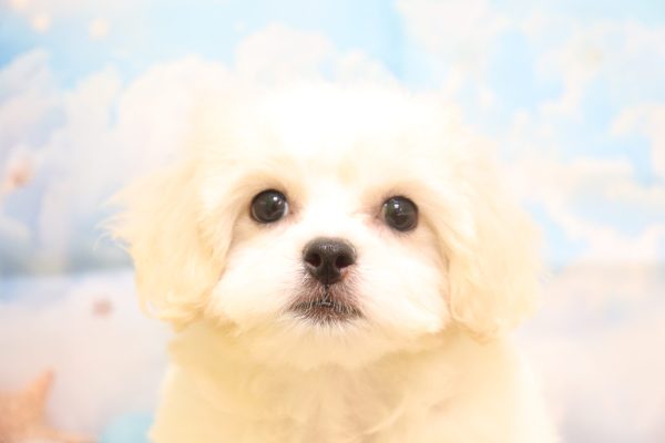 ミックス（ハーフ犬）