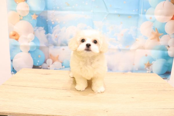 愛知県のペキプー(ペキニーズ×プードル) (ペットショッププチマリア 一宮イオンモール木曽川キリオ店/2026年5月4日生まれ/女の子/クリームホワイト)の子犬の2枚目の画像