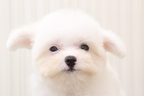 三重県のポメマル/マルポメ(ポメラニアン×マルチーズ) (ペットショッププチマリア イオンタウン伊勢ララパーク店/2026年4月18日生まれ/男の子/クリーム)の子犬の1枚目の画像