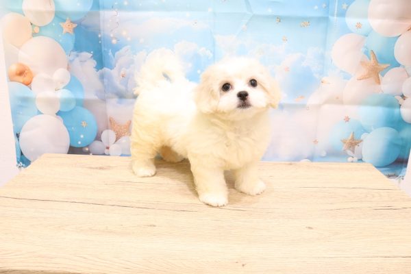 愛知県のペキプー(ペキニーズ×プードル) (ペットショッププチマリア 一宮イオンモール木曽川キリオ店/2026年5月4日生まれ/女の子/クリームホワイト)の子犬の4枚目の画像