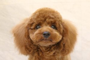 トイプードル