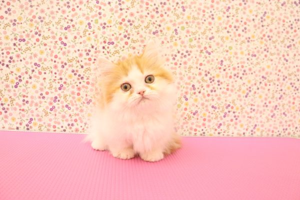 愛知県のミヌエット (ペットショッププチマリア イオンタウン弥富店/2026年5月9日生まれ/男の子/レッドタビーホワイト)の子猫の2枚目の画像