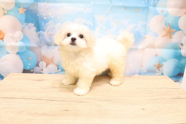 愛知県のペキプー(ペキニーズ×プードル) (ペットショッププチマリア 一宮イオンモール木曽川キリオ店/2026年5月4日生まれ/女の子/クリームホワイト)の子犬の3枚目の画像