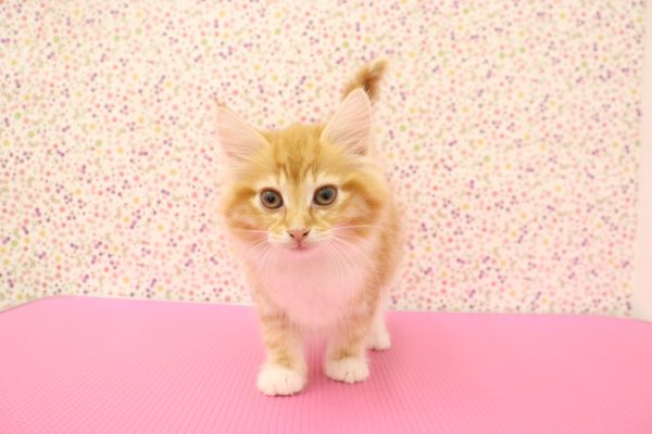 愛知県のノルウェージャンフォレストキャット (ペットショッププチマリア イオンタウン弥富店/2026年5月20日生まれ/女の子/レッドタビーホワイト)の子猫の2枚目の画像