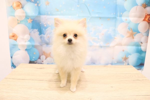 愛知県のポメプー(ポメラニアン×プードル) (ペットショッププチマリア 一宮イオンモール木曽川キリオ店/2026年3月18日生まれ/女の子/クリーム)の子犬の2枚目の画像