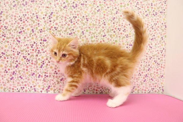 愛知県のノルウェージャンフォレストキャット (ペットショッププチマリア イオンタウン弥富店/2026年5月20日生まれ/女の子/レッドタビーホワイト)の子猫の4枚目の画像