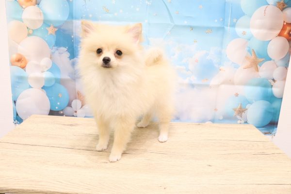 愛知県のポメプー(ポメラニアン×プードル) (ペットショッププチマリア 一宮イオンモール木曽川キリオ店/2026年3月18日生まれ/女の子/クリーム)の子犬の3枚目の画像