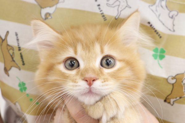 三重県のマンチカン (ペットショッププチマリア イオンタウン伊勢ララパーク店/2026年5月6日生まれ/男の子/レッドタビー)の子猫