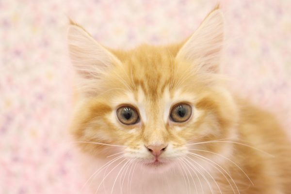 愛知県のノルウェージャンフォレストキャット (ペットショッププチマリア イオンタウン弥富店/2026年5月20日生まれ/女の子/レッドタビーホワイト)の子猫の1枚目の画像