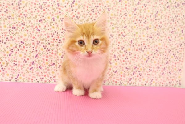 愛知県のノルウェージャンフォレストキャット (ペットショッププチマリア イオンタウン弥富店/2026年5月20日生まれ/女の子/レッドタビーホワイト)の子猫の3枚目の画像