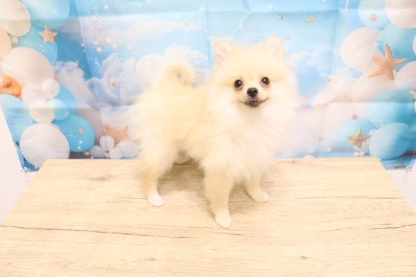 愛知県のポメプー(ポメラニアン×プードル) (ペットショッププチマリア 一宮イオンモール木曽川キリオ店/2026年3月18日生まれ/女の子/クリーム)の子犬の4枚目の画像