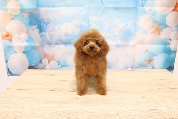愛知県のトイプードル(トイ) (ペットショッププチマリア 一宮イオンモール木曽川キリオ店/2026年5月8日生まれ/女の子/レッド)の子犬の4枚目の画像