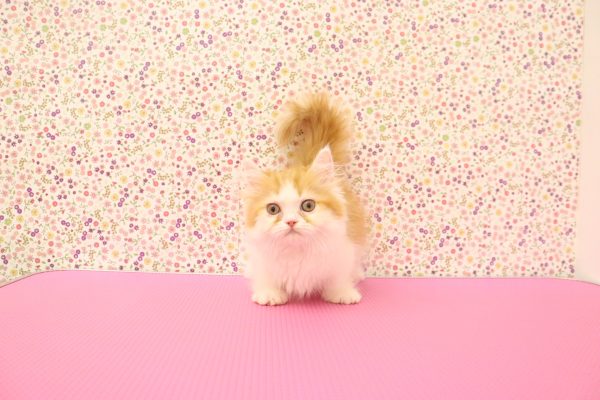 愛知県のミヌエット (ペットショッププチマリア イオンタウン弥富店/2026年5月9日生まれ/男の子/レッドタビーホワイト)の子猫の3枚目の画像
