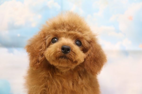 愛知県のトイプードル(トイ) (ペットショッププチマリア 一宮イオンモール木曽川キリオ店/2026年5月8日生まれ/女の子/レッド)の子犬の1枚目の画像