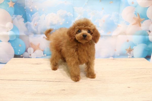 愛知県のトイプードル(トイ) (ペットショッププチマリア 一宮イオンモール木曽川キリオ店/2026年5月8日生まれ/女の子/レッド)の子犬の3枚目の画像