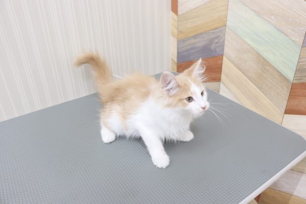 三重県のノルウェージャンフォレストキャット (ペットショッププチマリア イオンタウン伊勢ララパーク店/2026年4月14日生まれ/男の子/クリームタビーホワイト)の子猫の4枚目の画像