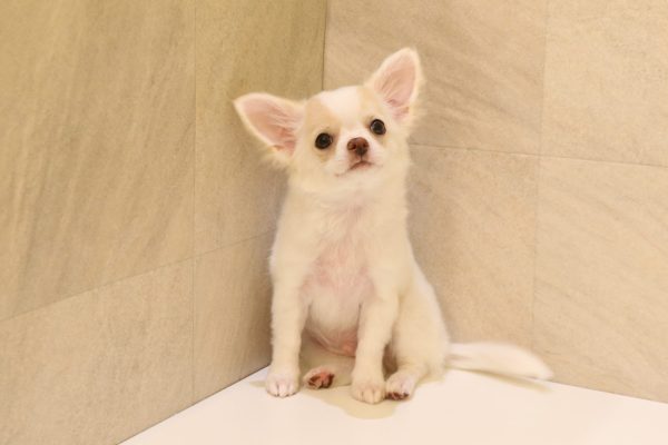 岐阜県のチワワ(ロング) (ペットショッププチマリア 大垣イオンモール店/2026年3月30日生まれ/男の子/パーティーカラー)の子犬の2枚目の画像