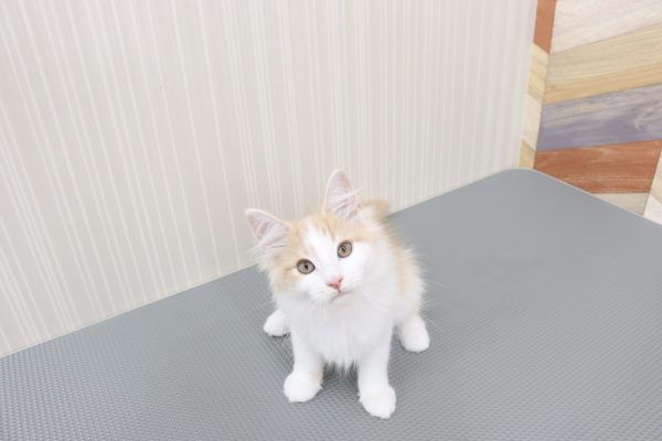 三重県のノルウェージャンフォレストキャット (ペットショッププチマリア イオンタウン伊勢ララパーク店/2026年4月14日生まれ/男の子/クリームタビーホワイト)の子猫の2枚目の画像