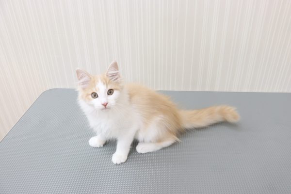 三重県のノルウェージャンフォレストキャット (ペットショッププチマリア イオンタウン伊勢ララパーク店/2026年4月14日生まれ/男の子/クリームタビーホワイト)の子猫の3枚目の画像
