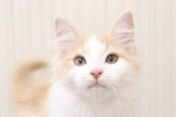 三重県のノルウェージャンフォレストキャット (ペットショッププチマリア イオンタウン伊勢ララパーク店/2026年4月14日生まれ/男の子/クリームタビーホワイト)の子猫の1枚目の画像