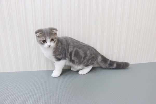 三重県のスコティッシュフォールド (ペットショッププチマリア イオンタウン伊勢ララパーク店/2026年3月24日生まれ/男の子/ブルータビーホワイト)の子猫の3枚目の画像