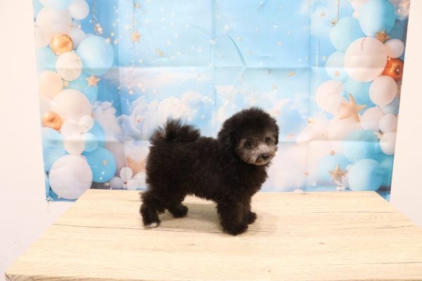 愛知県のトイプードル(トイ) (ペットショッププチマリア 一宮イオンモール木曽川キリオ店/2026年5月12日生まれ/女の子/グレー)の子犬の4枚目の画像