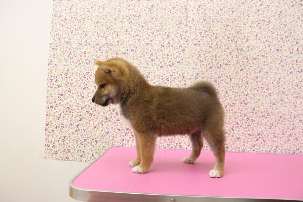 愛知県の柴犬(標準サイズ) (ペットショッププチマリア イオンタウン弥富店/2026年5月17日生まれ/男の子/赤)の子犬の4枚目の画像