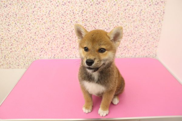 愛知県の柴犬(標準サイズ) (ペットショッププチマリア イオンタウン弥富店/2026年5月17日生まれ/男の子/赤)の子犬の3枚目の画像