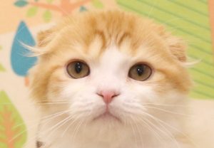 スコティッシュ