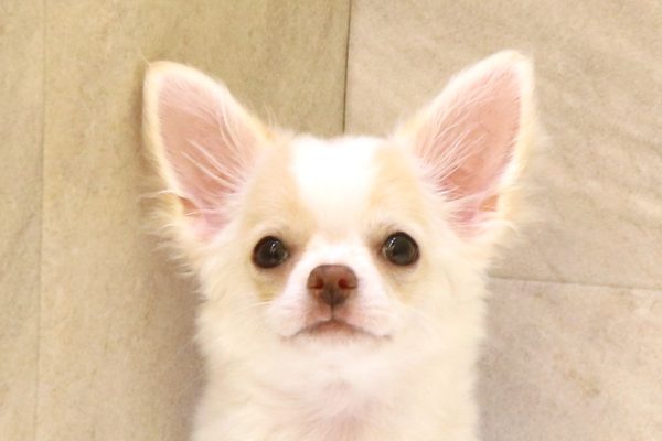 チワワ