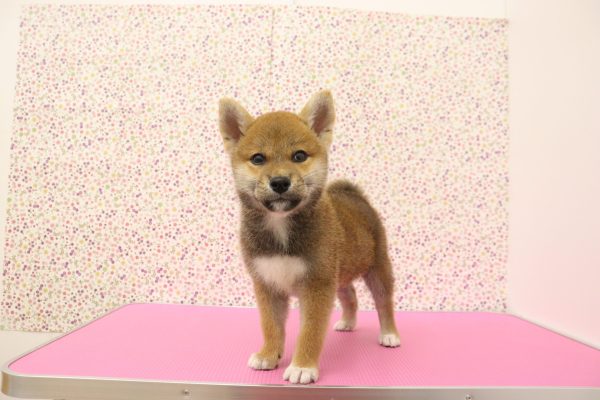 愛知県の柴犬(標準サイズ) (ペットショッププチマリア イオンタウン弥富店/2026年5月17日生まれ/男の子/赤)の子犬の2枚目の画像