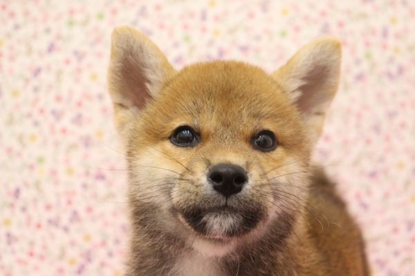 柴犬