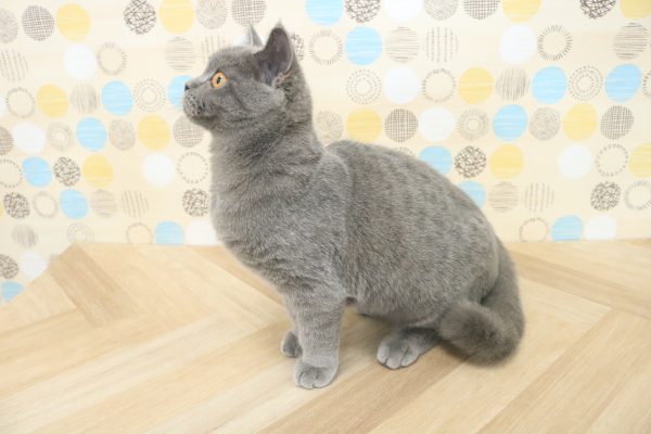 東京都のブリティッシュショートヘアー (ペットショッププチマリア 多摩唐木田店/2025年12月31日生まれ/女の子/ブルー)の子猫の3枚目の画像