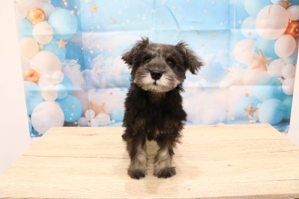 愛知県のミニチュアシュナウザー (ペットショッププチマリア 一宮イオンモール木曽川キリオ店/2026年5月9日生まれ/女の子/ソルトペッパー)の子犬の2枚目の画像