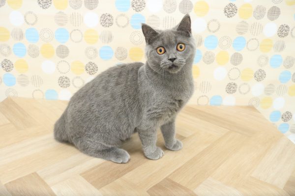 東京都のブリティッシュショートヘアー (ペットショッププチマリア 多摩唐木田店/2025年12月31日生まれ/女の子/ブルー)の子猫の2枚目の画像