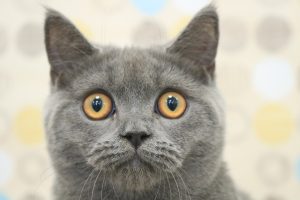 ブリティッシュ