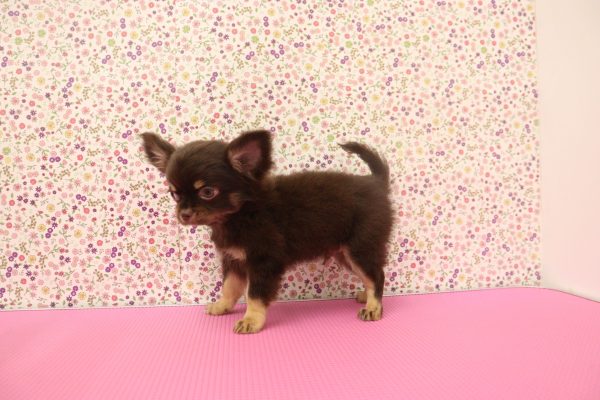 愛知県のチワワ(ロング) (ペットショッププチマリア イオンタウン弥富店/2026年4月16日生まれ/男の子/チョコレートクリームホワイト)の子犬の2枚目の画像